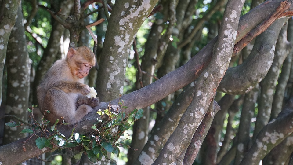 Monkey sitting on the branch of a tree