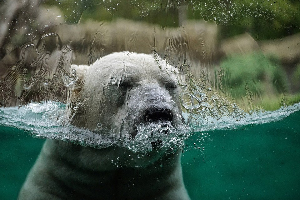 A polar bear in water to symbolize The Cataclysmic Consequences of Climate Change Understanding the Risks and Taking Action