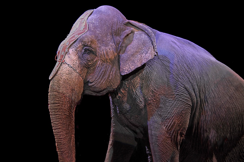 Elephant is suffering due to Cruelty 